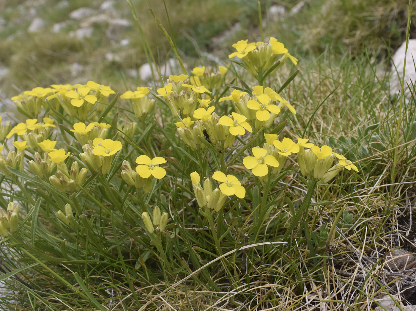 Изображение особи Erysimum seipkae.