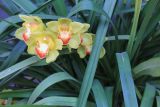 род Cymbidium. Листья и соцветия. Китай, провинции Юньнань, р-н Сишуанбаньна, национальный парк \"Xishuangbanna Wild Elephant Valley\". 03.03.2017.