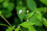 Truellum thunbergii