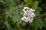 Achillea camtschatica. Соцветие. Камчатский край, г. Петропавловск-Камчатский, Халактырский пляж, приморский луг. 17.08.2022.