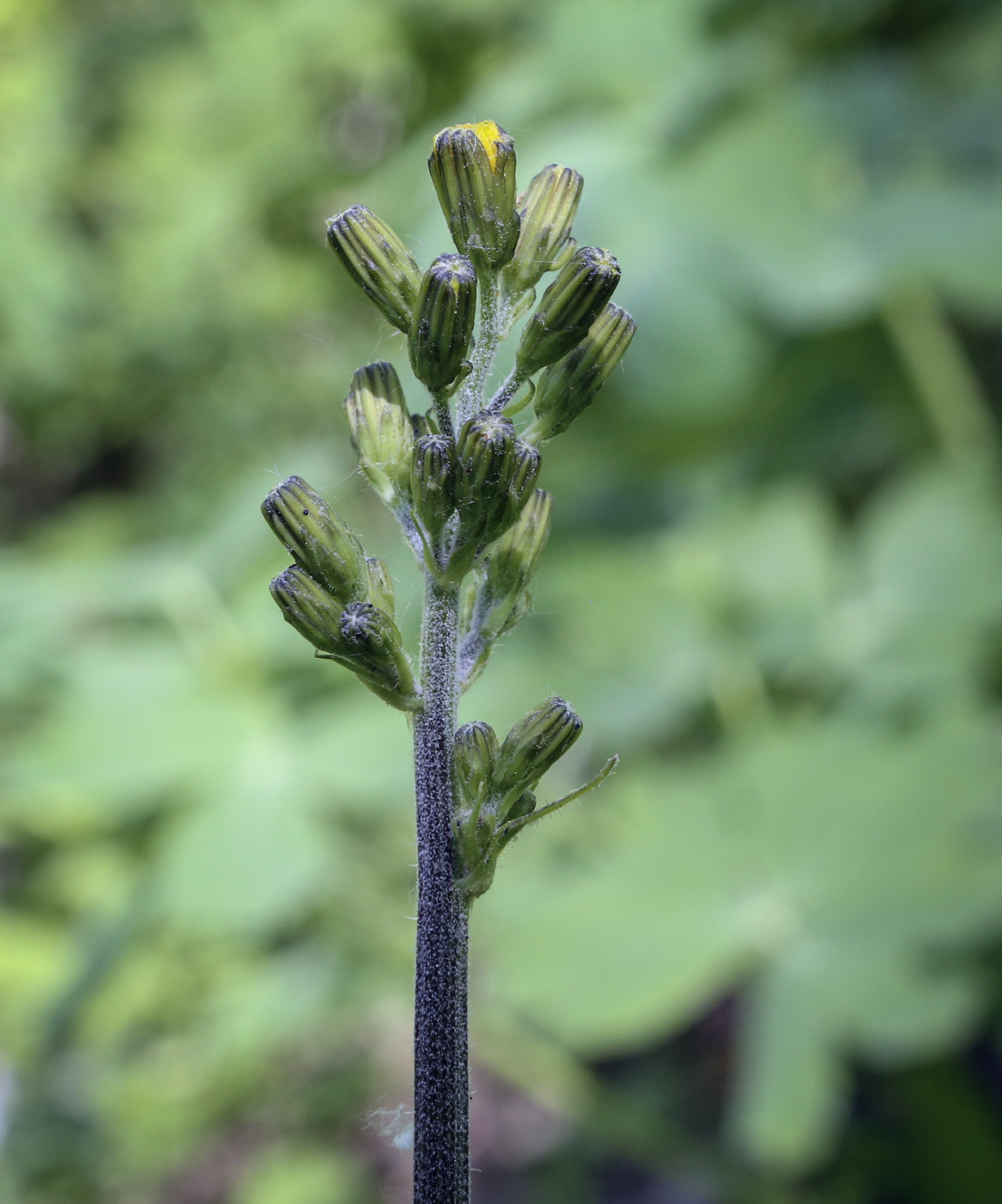 Изображение особи Crepis praemorsa.