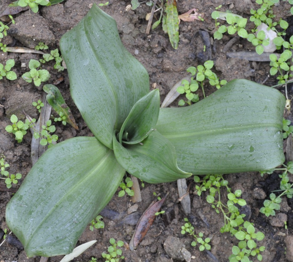 Image of Himantoglossum calcaratum ssp. rumelicum specimen.