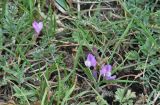 Astragalus angarensis subspecies ozjorensis. Цветущее растение. Иркутская обл., Усть-Ордынский р-н, окр. пгт Усть-Орда, долина р. Куда, луг. 19.06.2022.