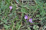 Astragalus подвид ozjorensis