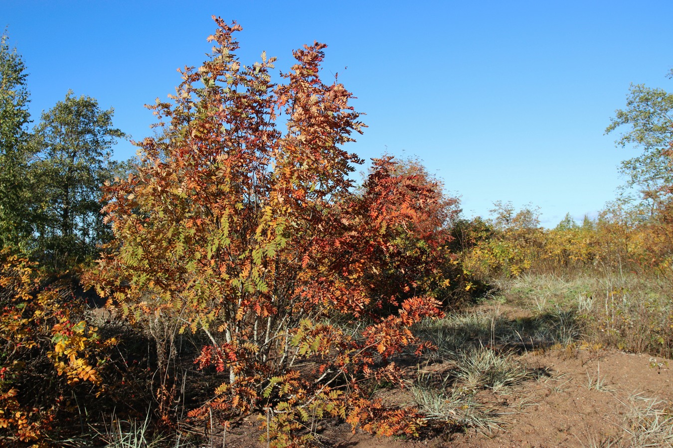 Изображение особи Sorbus aucuparia.