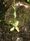 Centaurium erythraea подвид turcicum. Нижняя часть цветущего растения. Республика Адыгея, Майкопский р-н, окр. пос. Каменномостский, ущелье р. Мишоко, на скале на берегу реки. 30 июля 2022 г.