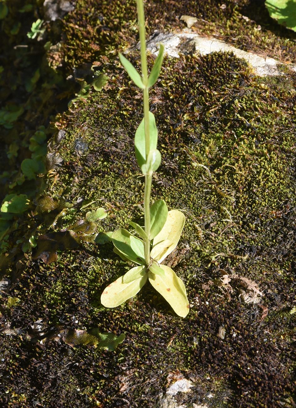 Image of Centaurium erythraea ssp. turcicum specimen.
