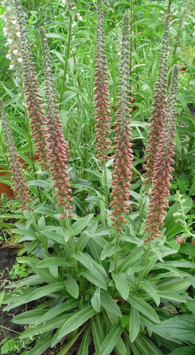 Image of Digitalis parviflora specimen.