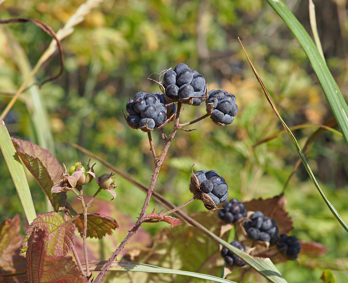 Изображение особи Rubus caesius.