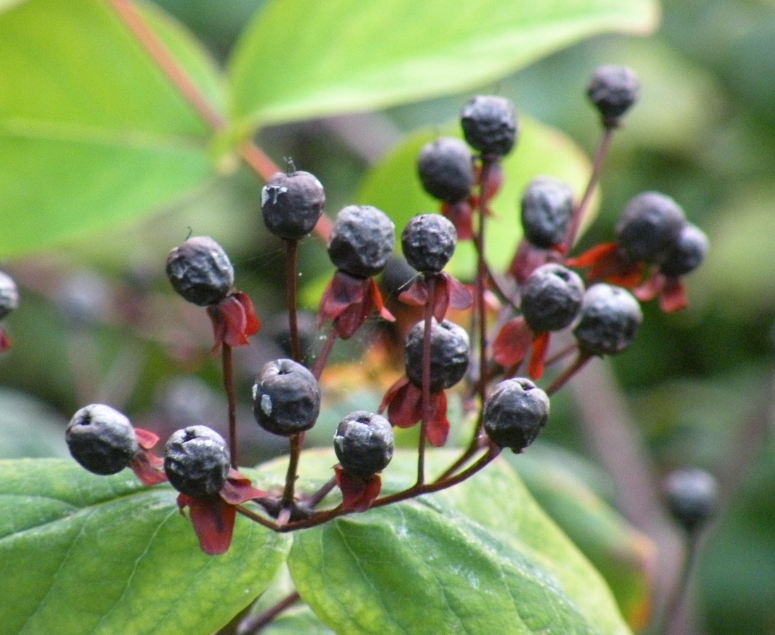 Image of Hypericum androsaemum specimen.