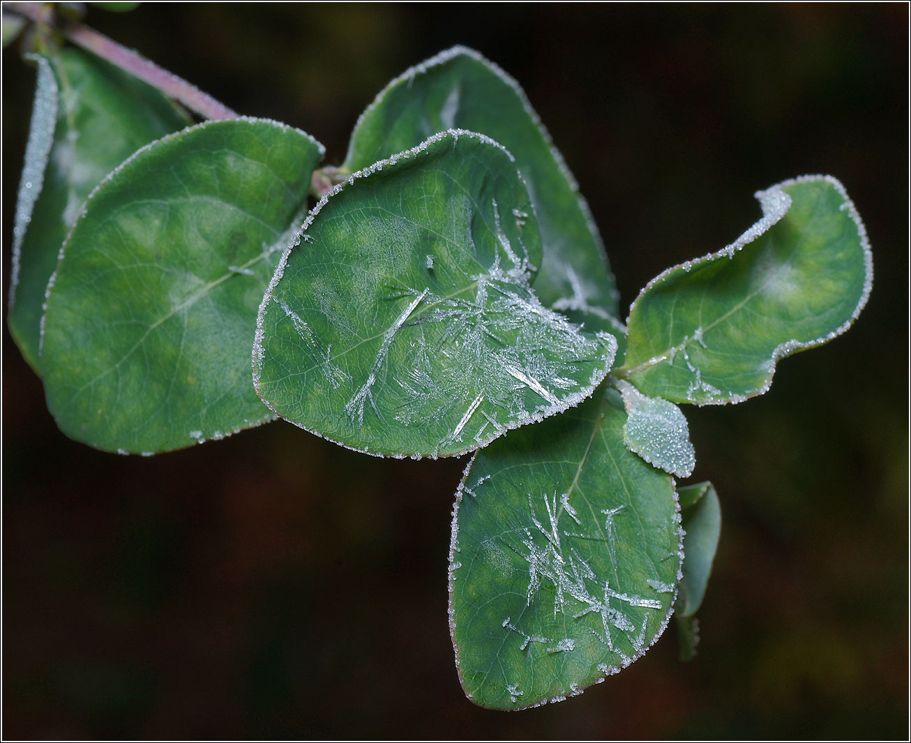 Image of genus Lonicera specimen.