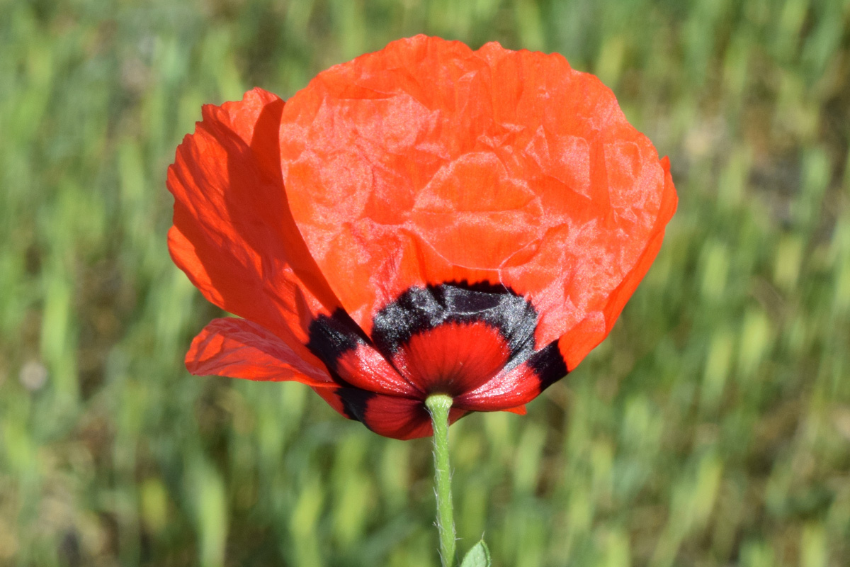 Изображение особи Papaver pavoninum.