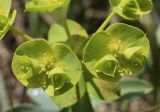 Euphorbia nicaeensis. Часть соцветия. Испания, автономное сообщество Каталония, провинция Жирона, комарка Альт-Эмпорда, муниципалитет Альбанья, окр. комплекса Santuari de la Mare de Déu del Mont, 1124 м н.у.м., разнотравье в расщелинах известняковых скал. 02.06.2020.