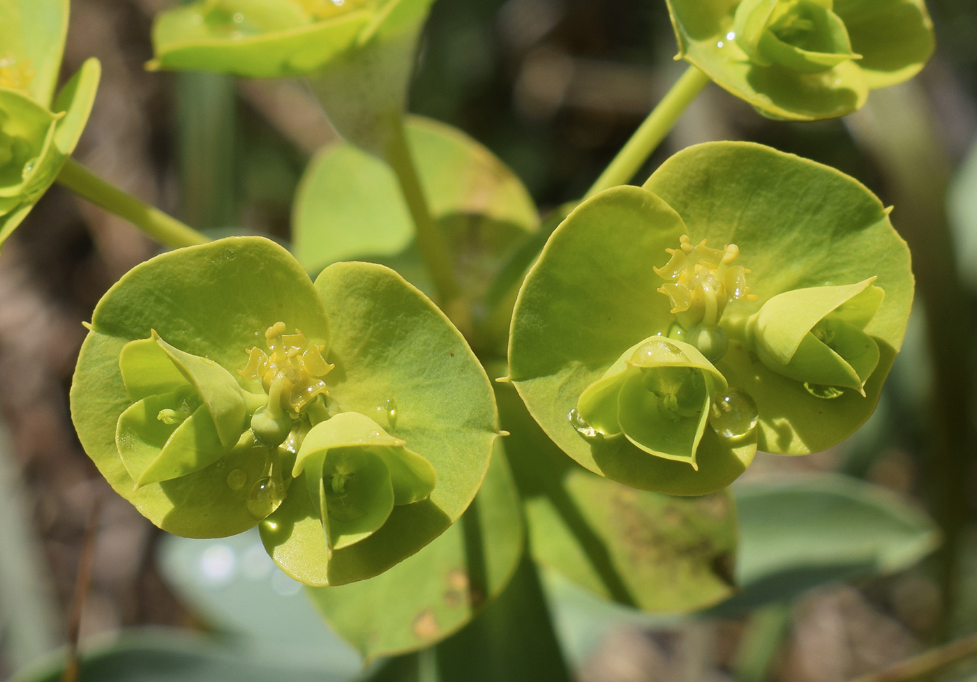 Image of Euphorbia nicaeensis specimen.