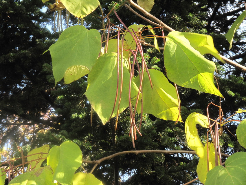 Image of Catalpa ovata specimen.
