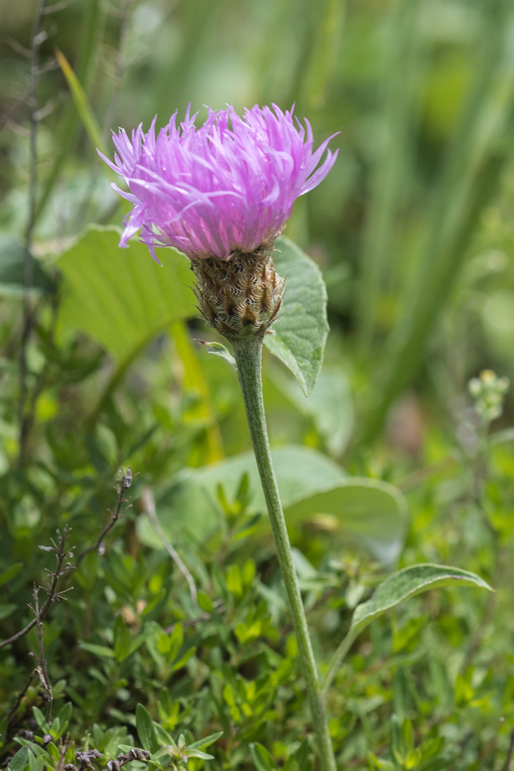 Изображение особи Psephellus circassicus.