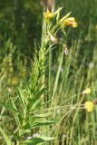 Oenothera biennis