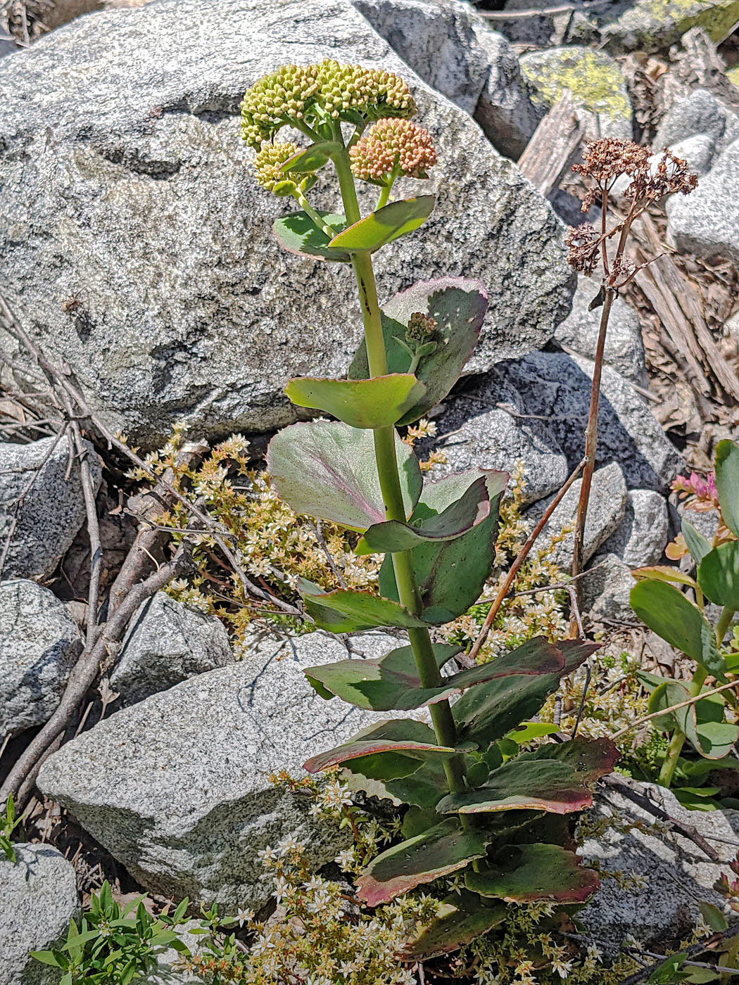 Image of Hylotelephium caucasicum specimen.