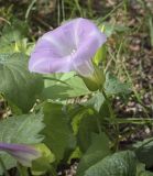 Calystegia spectabilis. Цветок. Пермский край, г. Пермь, Кировский р-н, кладбище \"Закамское\", берёзовая роща. 28.08.2023.