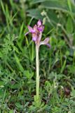 Anacamptis papilionacea подвид schirwanica. Цветущее растение (высота — 14 см, длина соцветия — 3,5 см) с обгрызенными нижними листьями. Дагестан, Карабудахкентский р-н, подножье хр. Нарат-Тюбе, выпас. 24 апреля 2023 г.