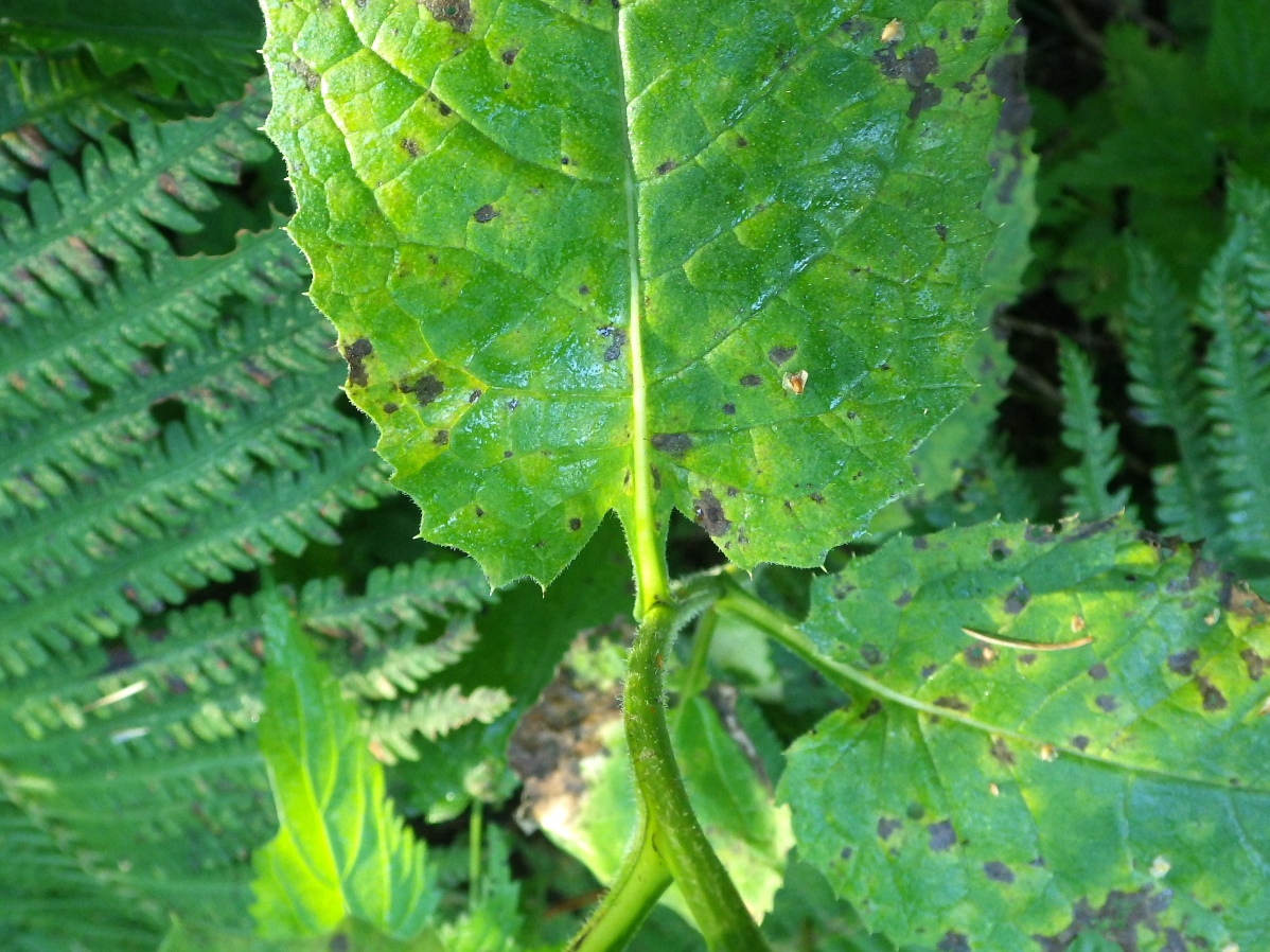 Image of Saussurea latifolia specimen.