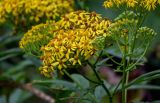 Senecio cannabifolius