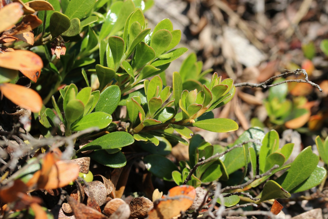 Изображение особи Arctostaphylos uva-ursi.