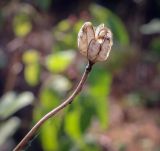 Lilium pilosiusculum. Вскрывшийся плод. Пермский край, г. Пермь, Индустриальный р-н, опушка в сосновом бору. 04.08.2023.