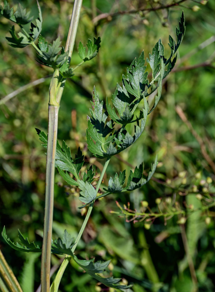 Image of Seseli libanotis specimen.