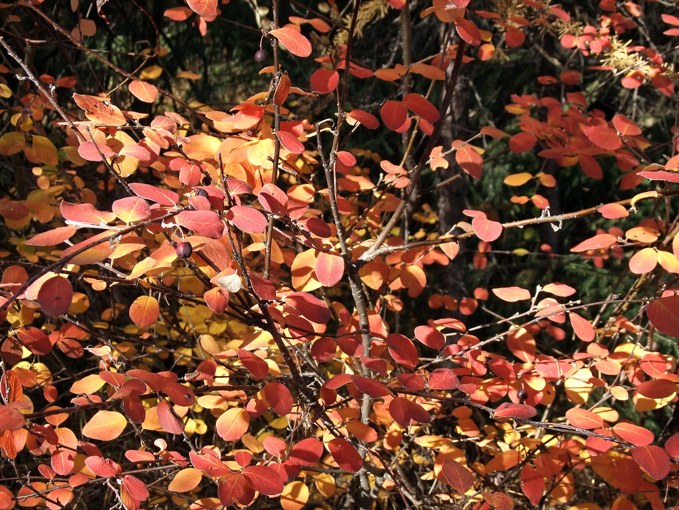 Image of Cotoneaster melanocarpus specimen.