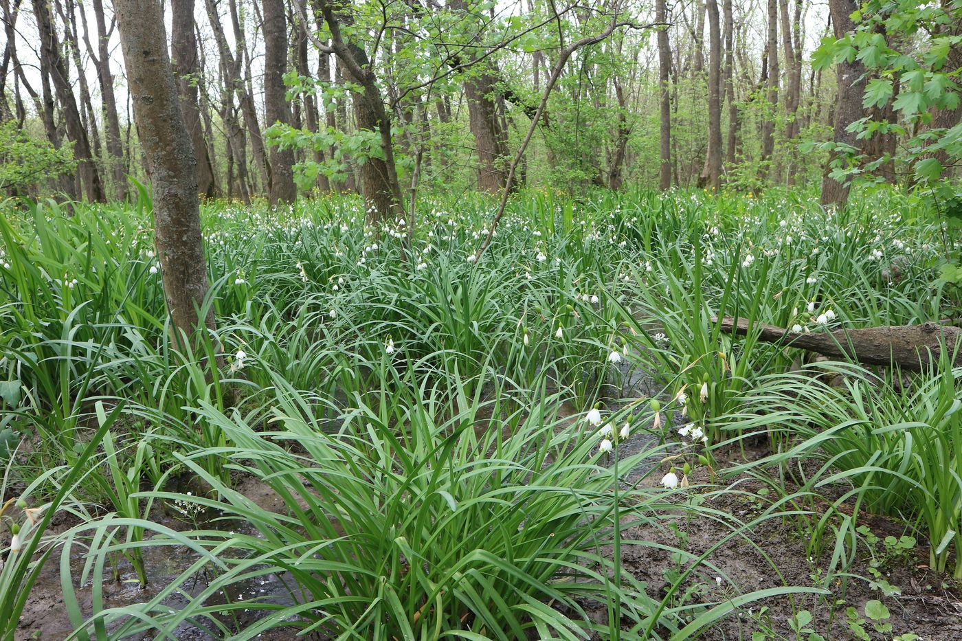 Изображение особи Leucojum aestivum.