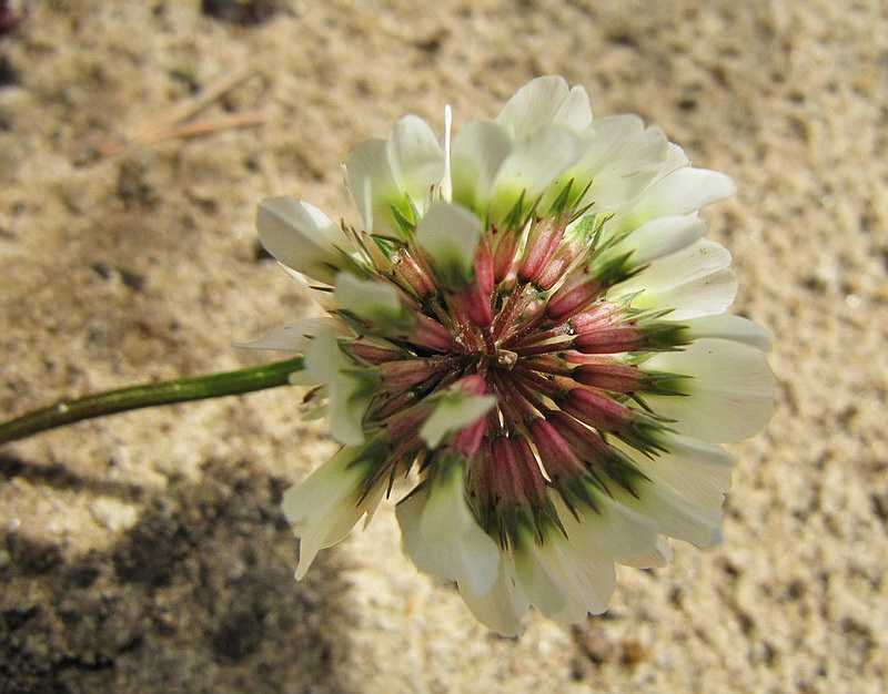 Image of Trifolium repens specimen.