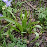 Tulipa neustruevae