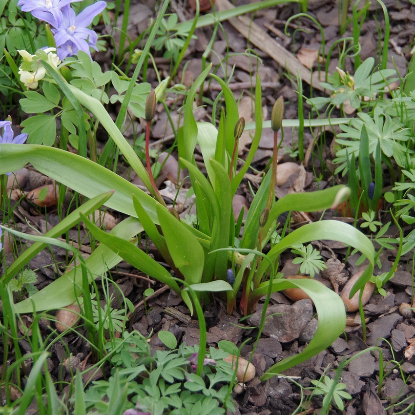 Image of Tulipa neustruevae specimen.