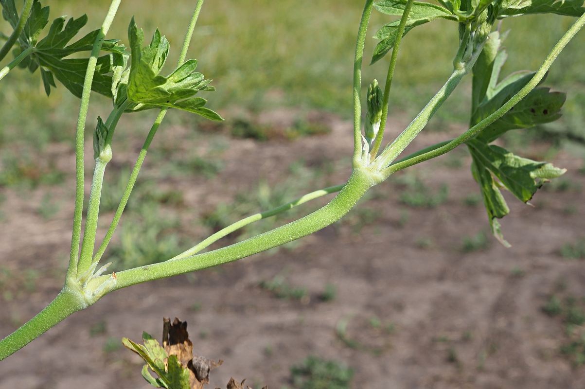 Image of Geranium collinum specimen.