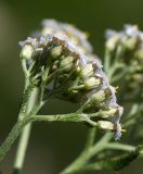 Achillea millefolium