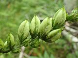 Veratrum dolichopetalum