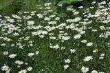 род Leucanthemum
