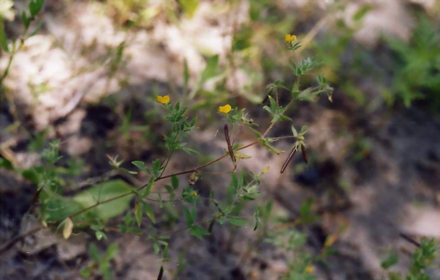 Image of Lotus praetermissus specimen.