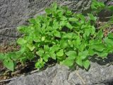 Theligonum cynocrambe