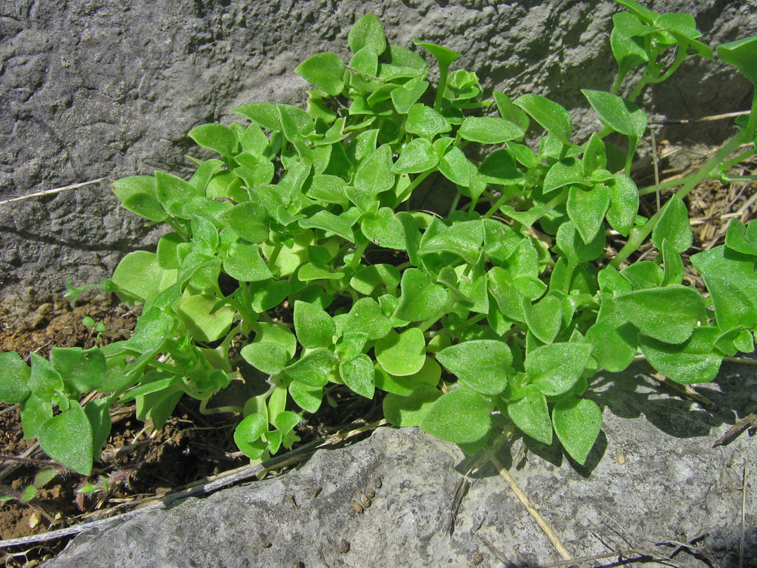 Изображение особи Theligonum cynocrambe.