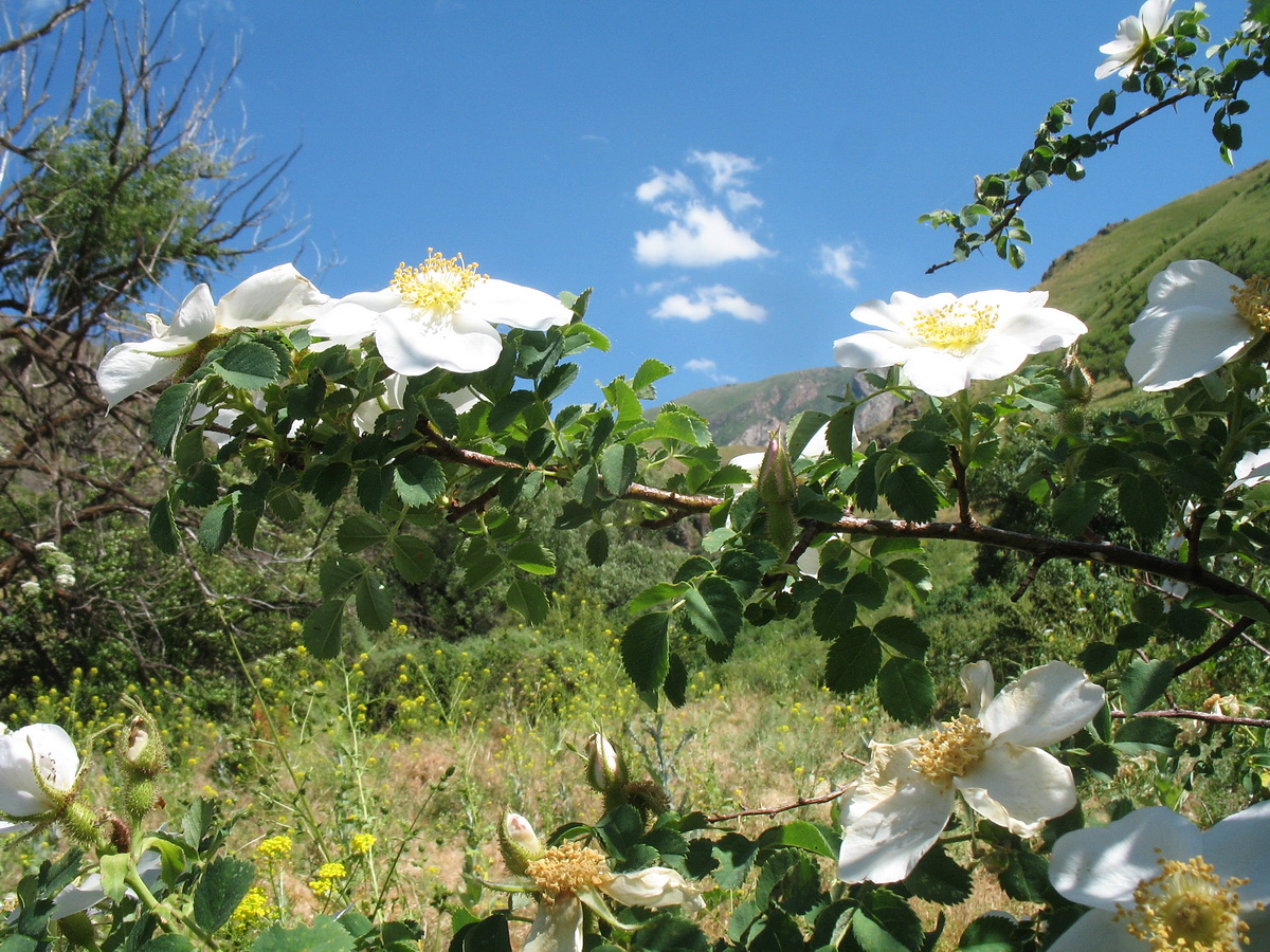 Image of Rosa fedtschenkoana specimen.