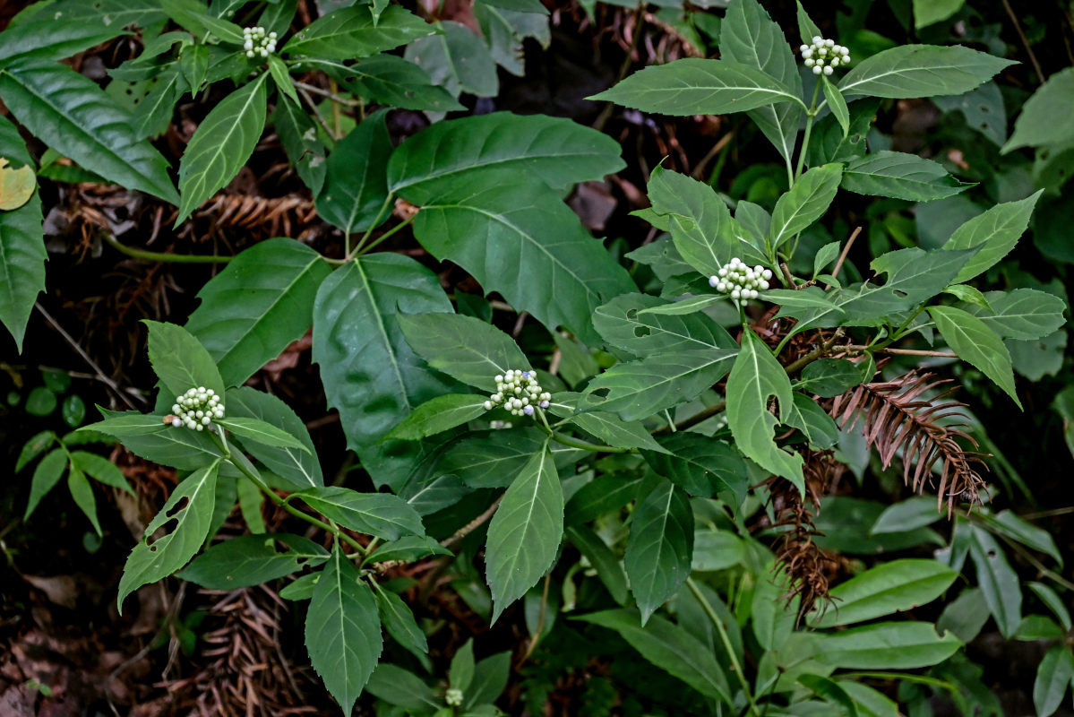 Image of Dichroa febrifuga specimen.