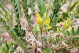 Astragalus rubtzovii. Соцветия и соплодия с незрелыми плодами. Казахстан, Алматинская обл., Северный Тянь-Шань, дол. р. Кегень, пески Кум-Текей, ≈ 2000 м н.у.м., барханные пески. 26 июля 2024 г.
