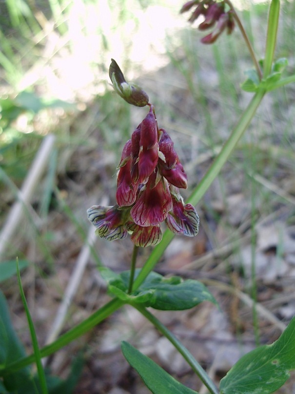 Изображение особи Lathyrus pisiformis.