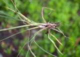 Poa bulbosa ssp. vivipara