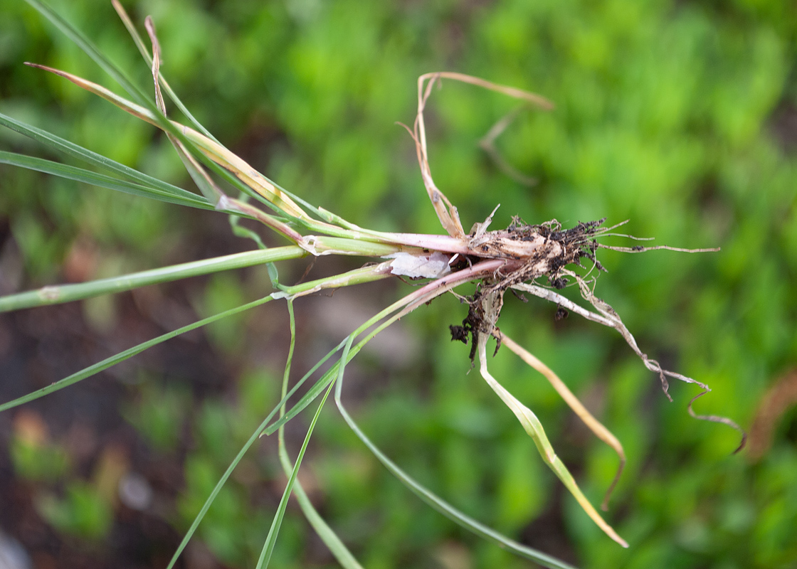 Image of Poa bulbosa ssp. vivipara specimen.