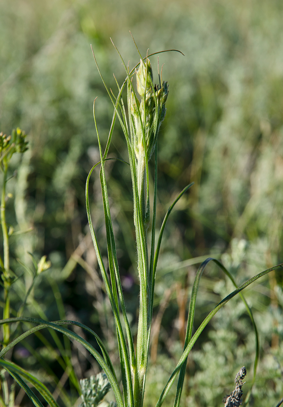 Изображение особи Scorzonera stricta.