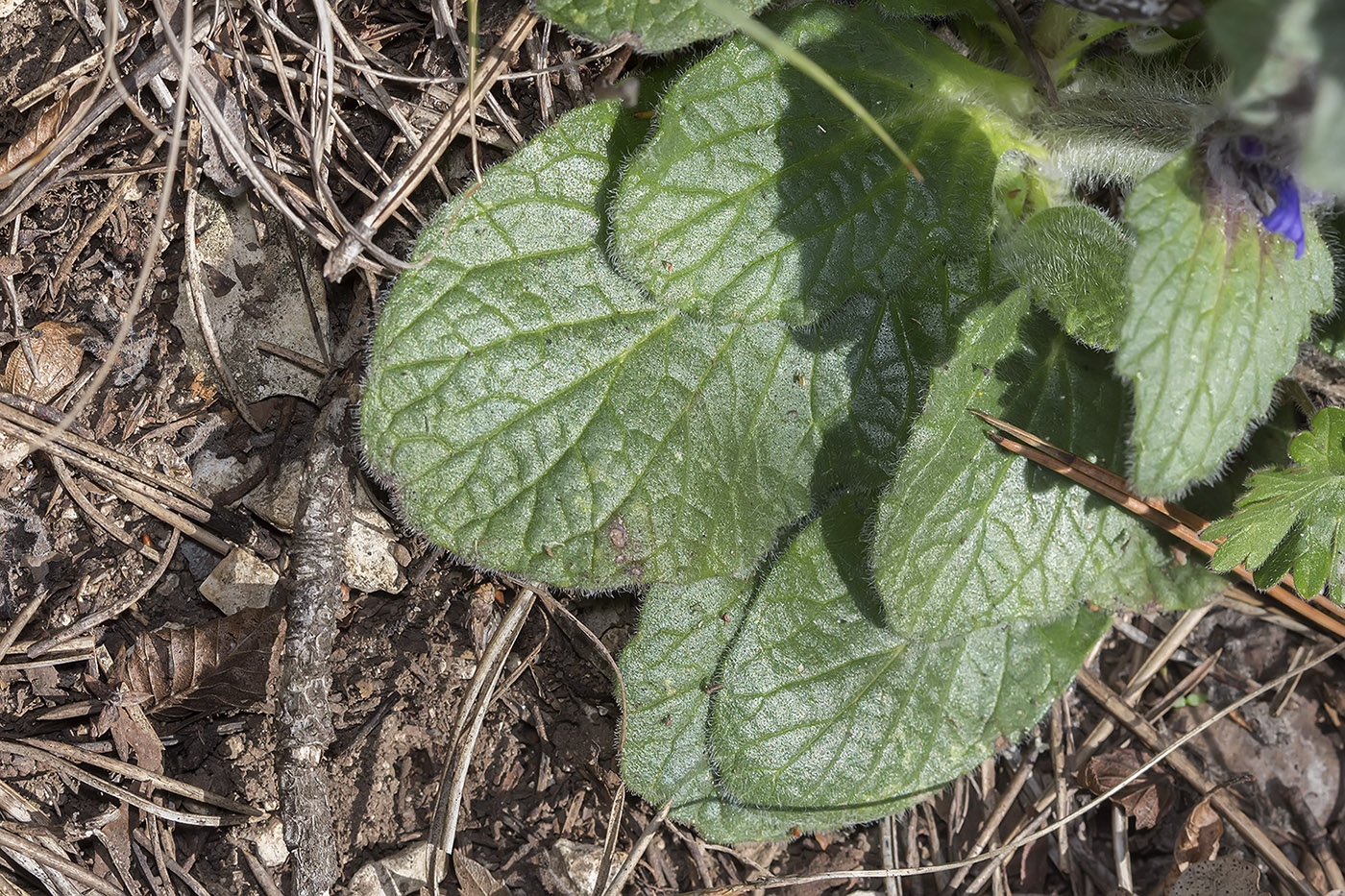 Image of Ajuga orientalis specimen.