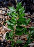 Ilex colchica